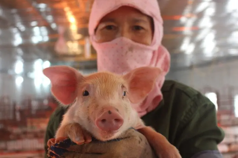 Apigenin có khả năng ức chế virus dịch tả lợn châu phi