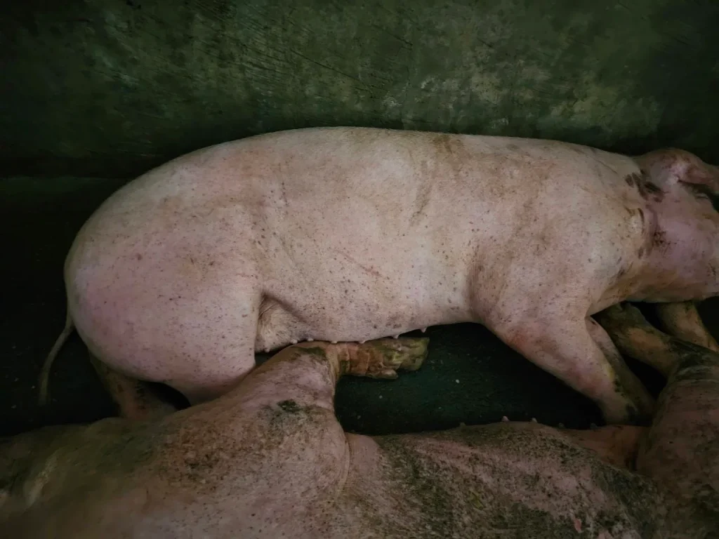 Thuốc điều trị bệnh dịch tả châu phi