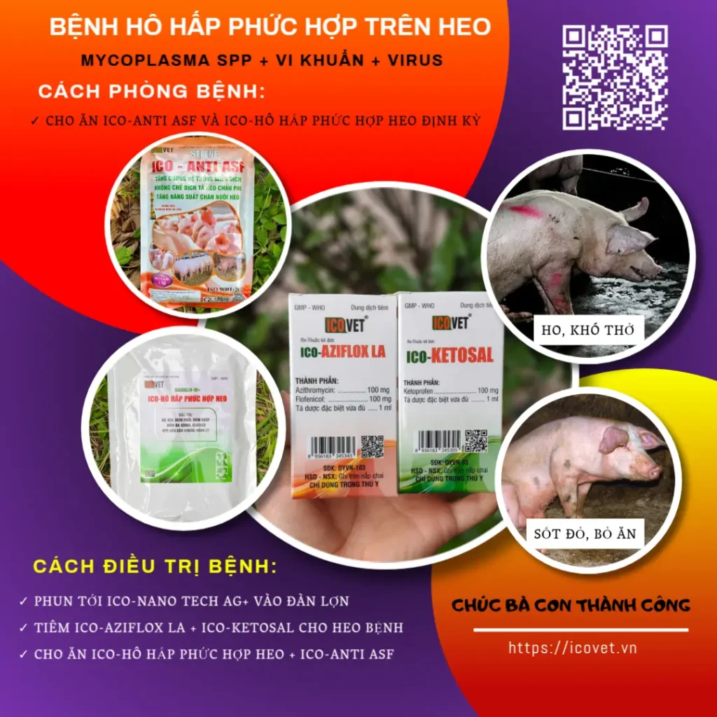 Phác đồ điều trị bệnh hô hấp phức hợp trên heo
