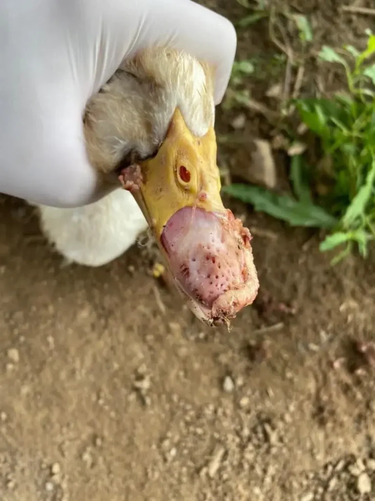 Bệnh đậu trên vịt