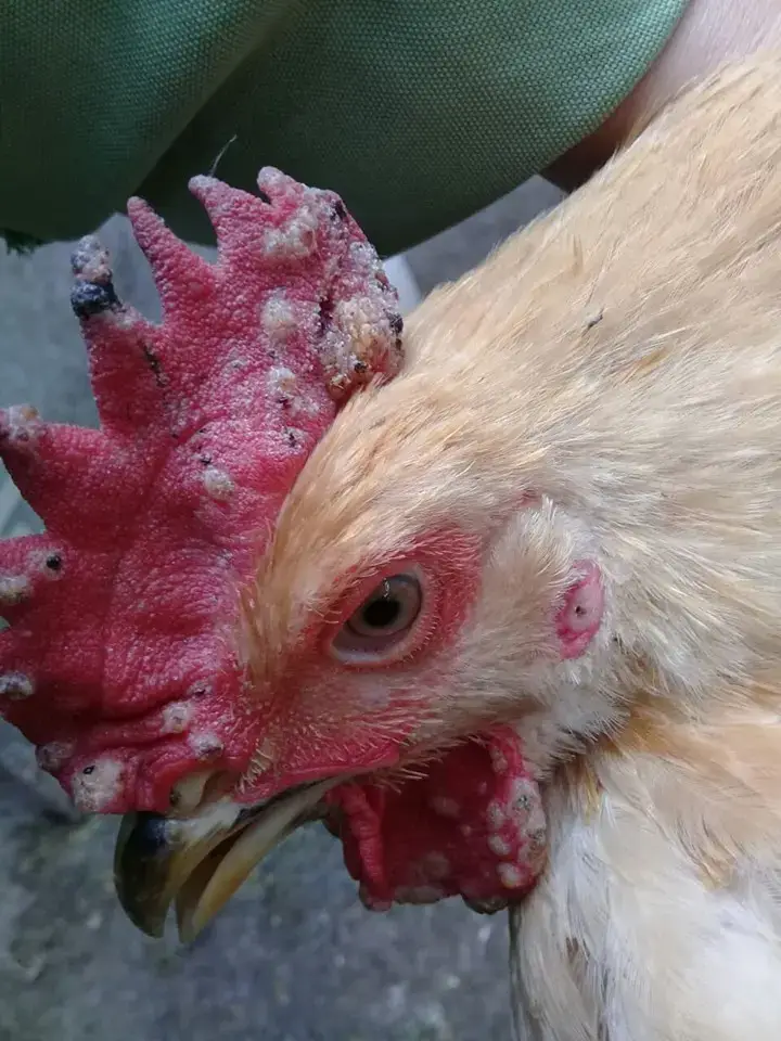 Gà bị đậu