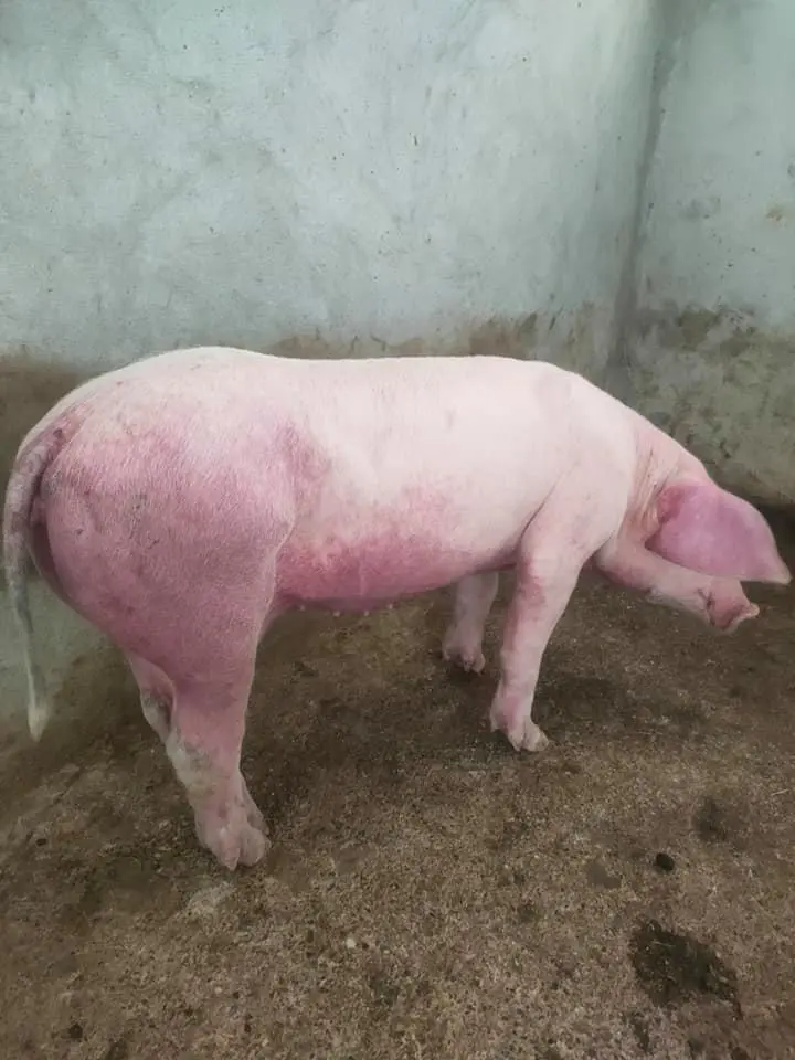 Hiệu quả thực tế phác đồ điều trị bệnh dịch tả lợn châu phi