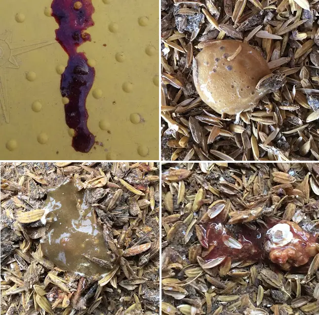 Phân gà bị cầu trùng