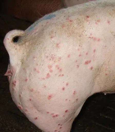 Viêm da do Circo virus