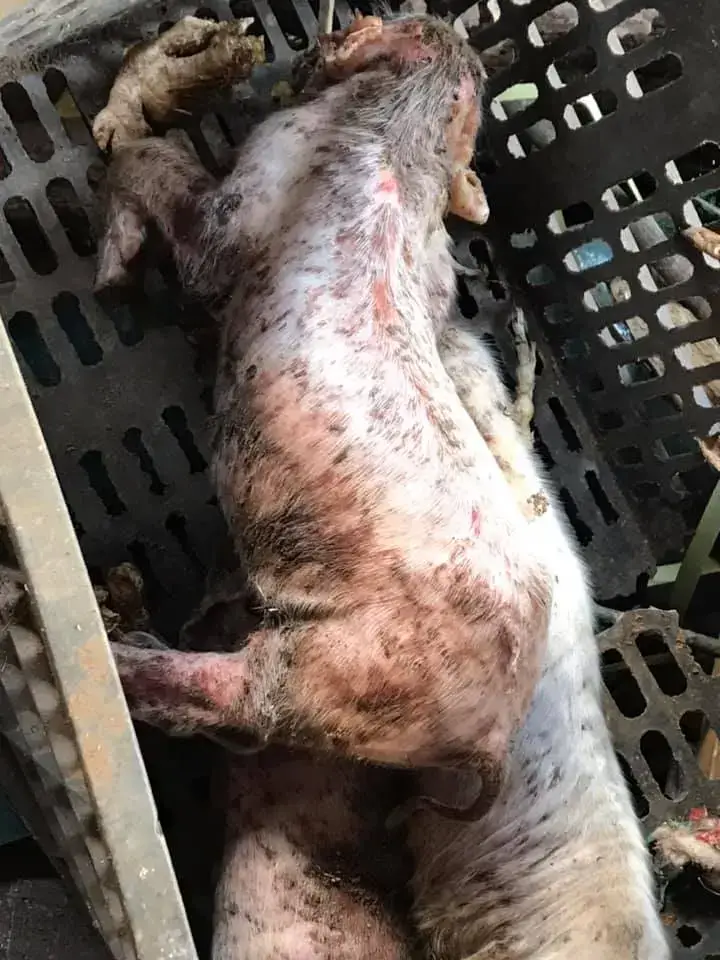 Lợn bị viêm da tiết dịch