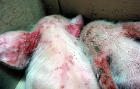 Viêm da tiết dịch ở lợn
