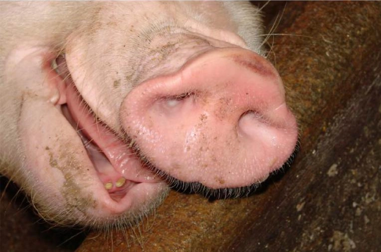 Cúm lợn ngẹt mũi thở bằng miệng