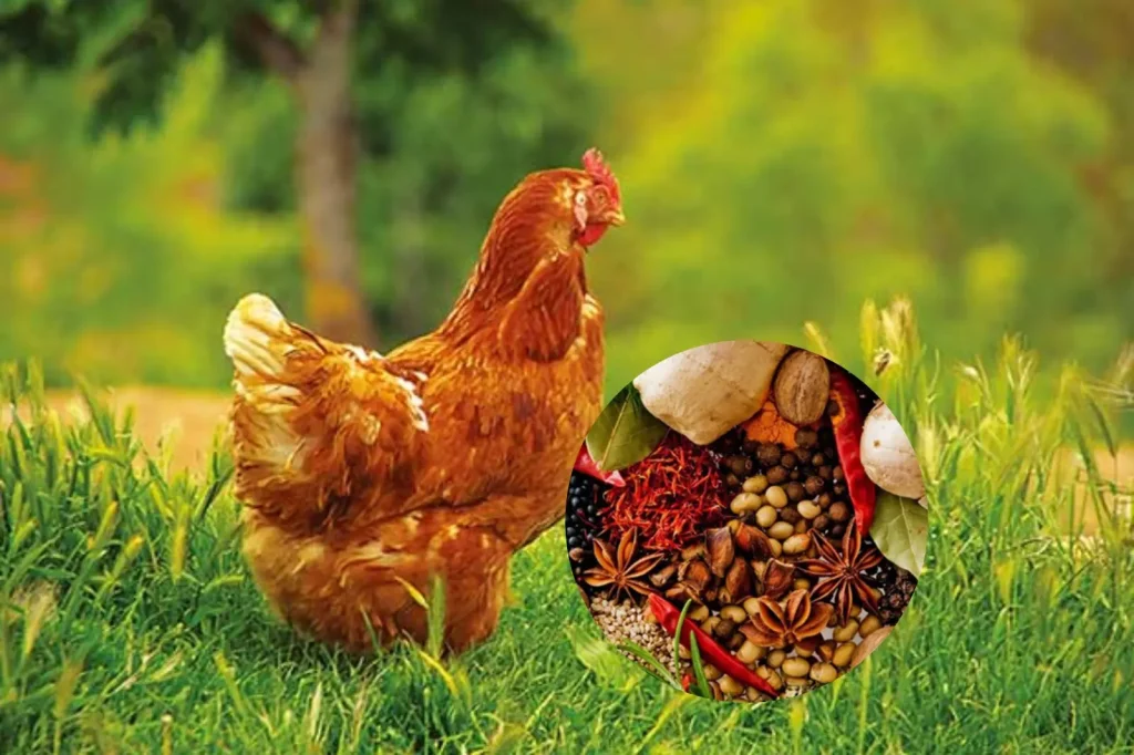 Ảnh phác đồ phòng trị bệnh trên gà