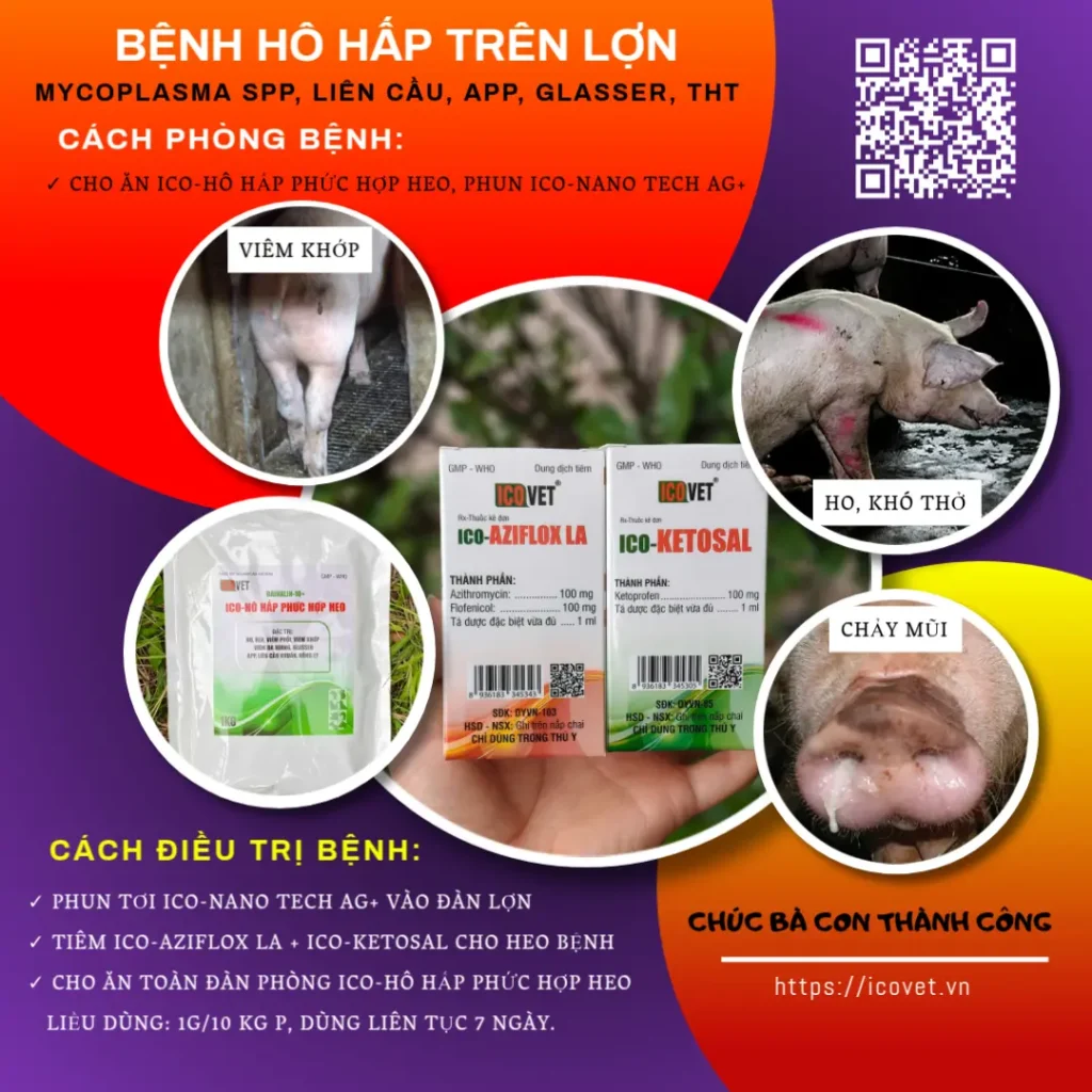 Phác đồ trị bệnh hô hấp trên lợn