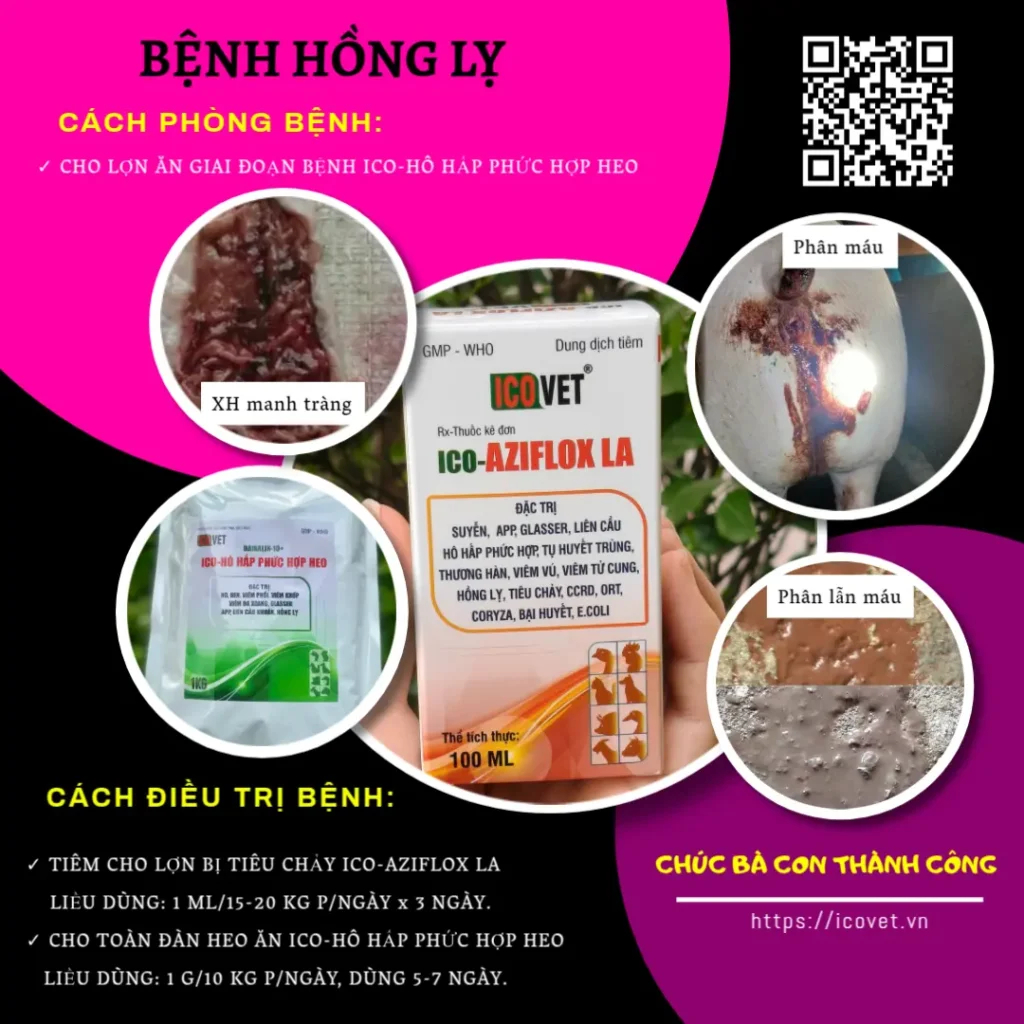 Bệnh hồng lỵ trên heo
