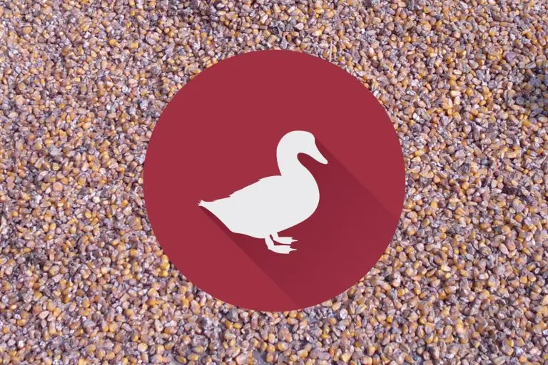 Bệnh ngộ độc do Aflatoxin ở vịt