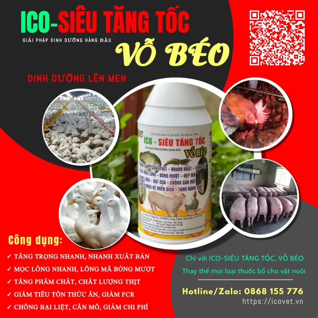 ICO-SIÊU TĂNG TỐC VỖ BÉO - giảm FCR, tăng năng suất chăn nuôi