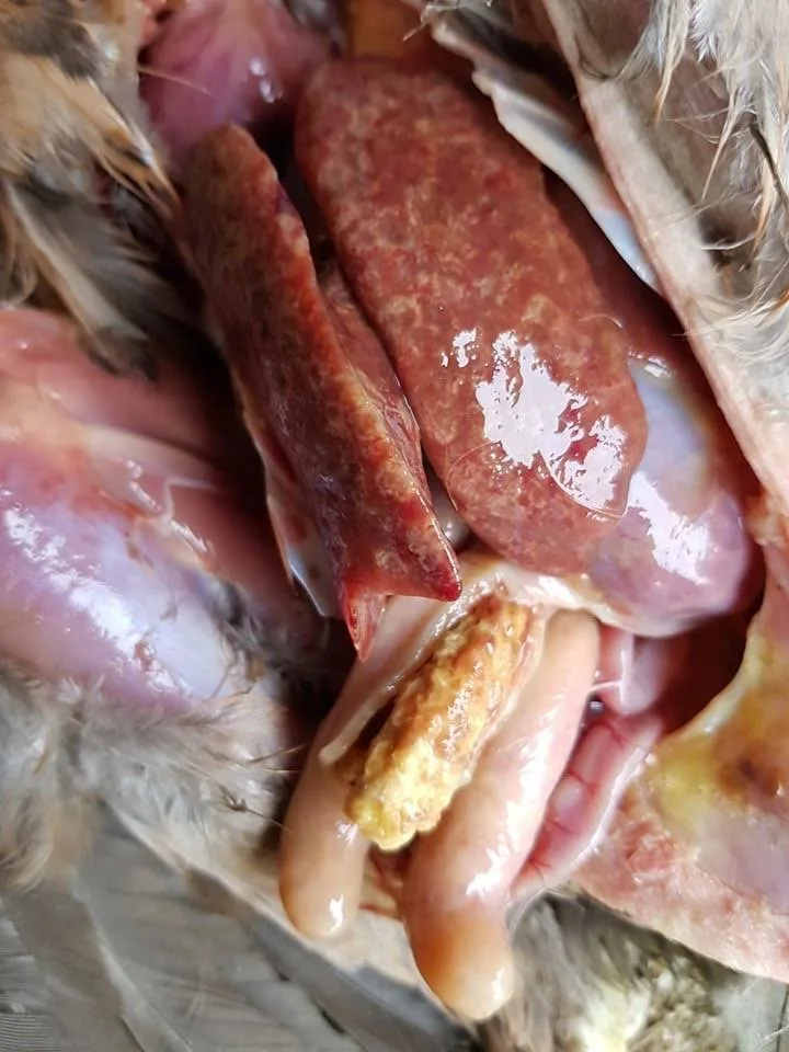 Bệnh đầu đen trên gia cầm