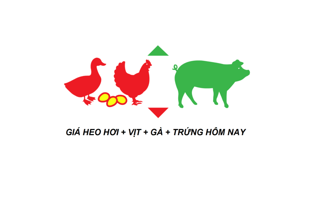 Giá heo hơi hôm nay