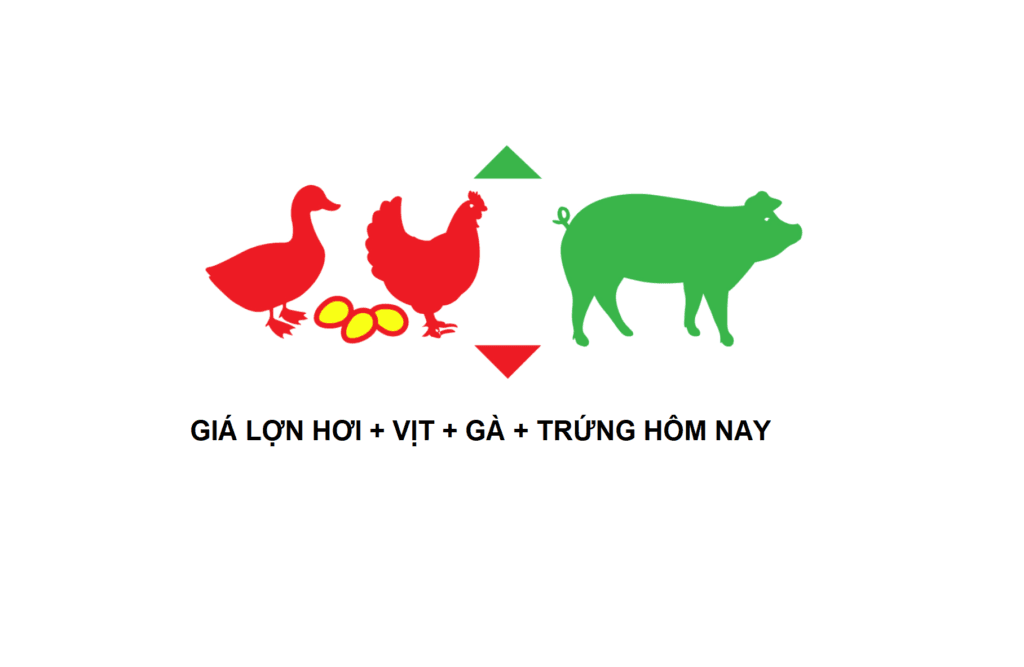 Giá lợn hơi hôm nay