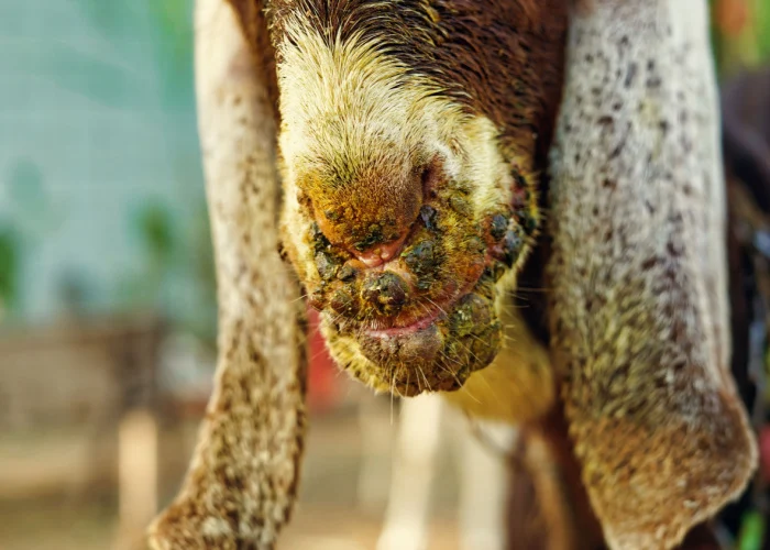 Dê bị loét miệng