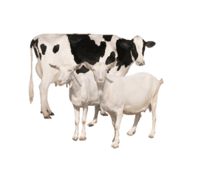 Ảnh phác đồ phòng trị bệnh trên bò dê