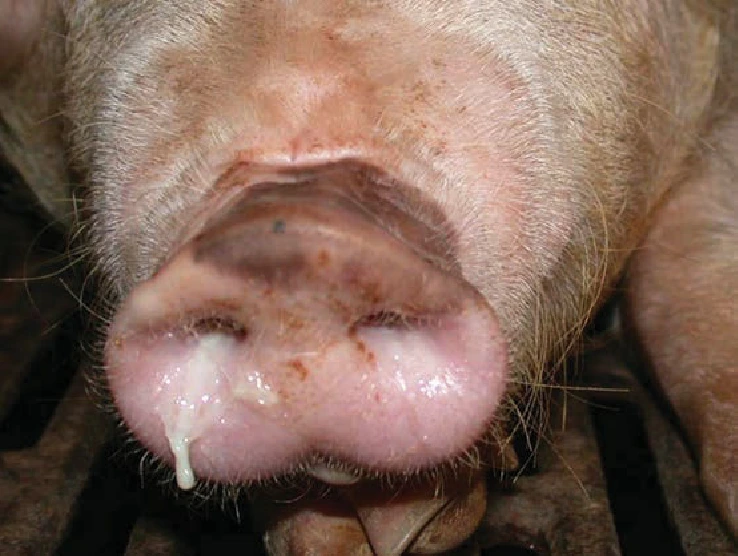 Bệnh suyễn ở lợn