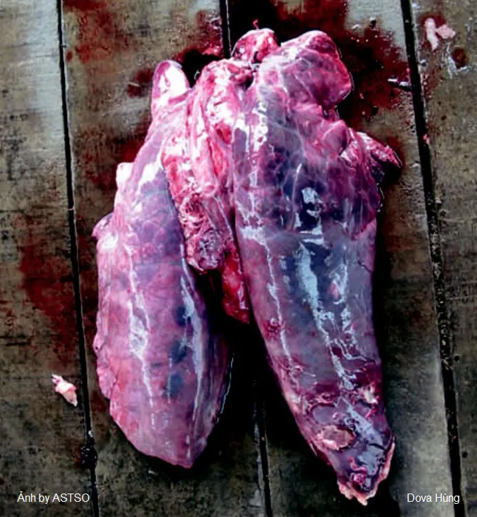 Cách trị heo bị viêm phổi dinh sườn - Bệnh APP trên heo