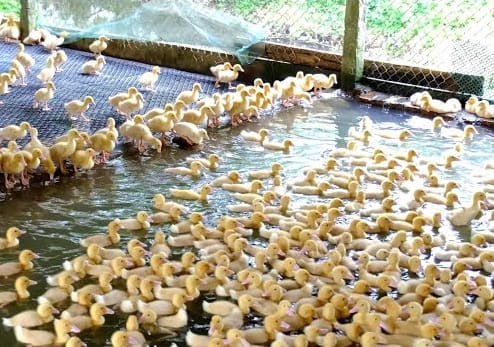 Chi phí nuôi 1000 con vịt thịt