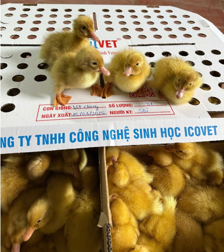 Vịt Cherry ICOvet 1 ngày tuổi