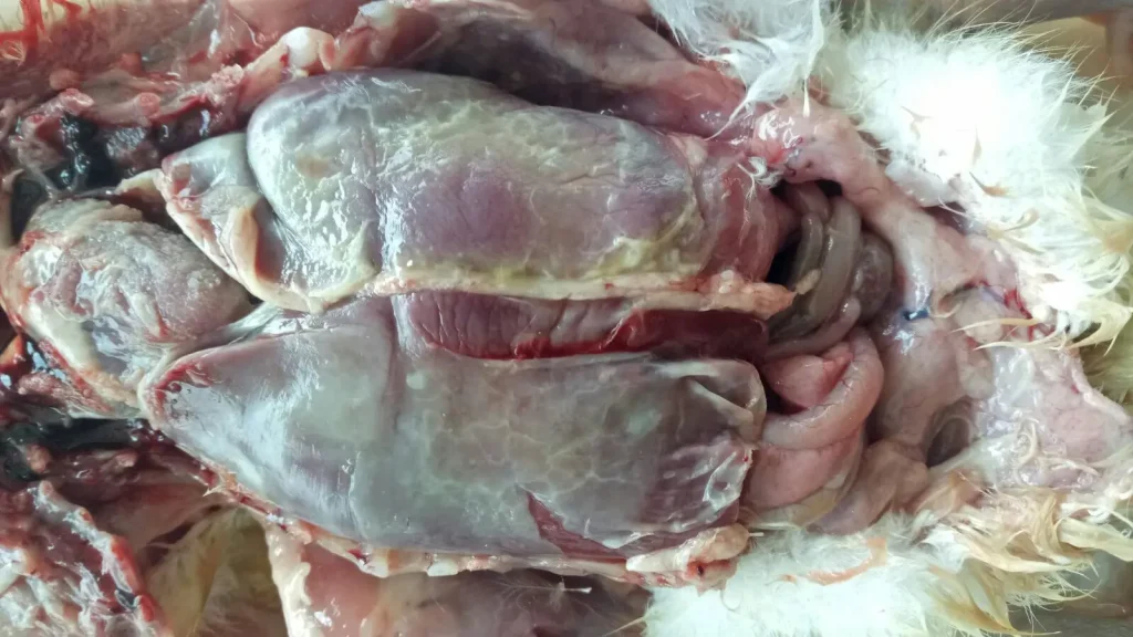 Bệnh E coli bại huyết trên vịt