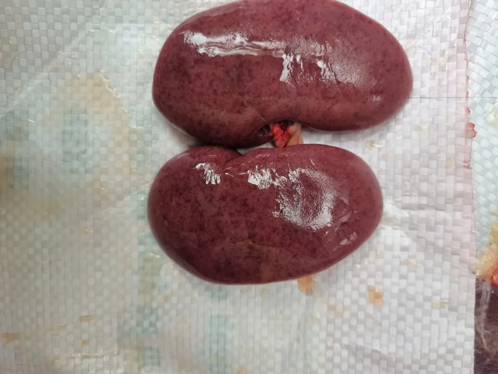 Dấu hiệu dịch tả lợn châu phi