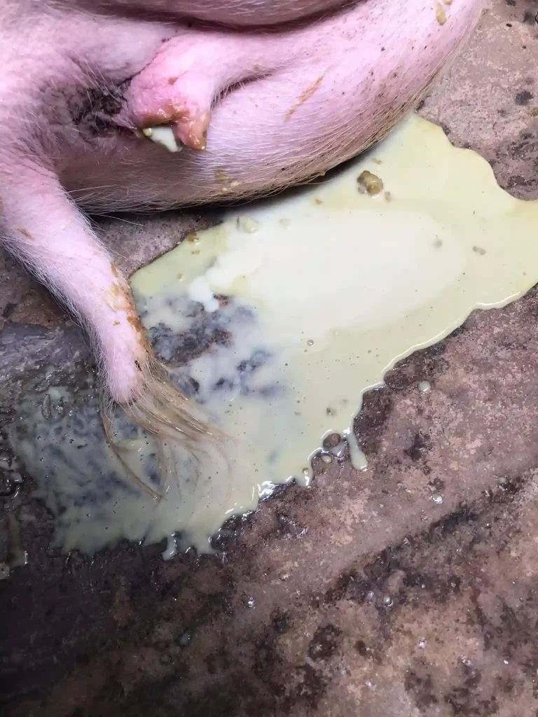 Điều trị viêm tử cung heo nái