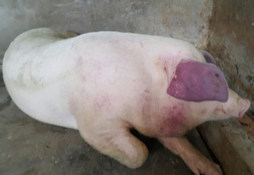 Thuốc điều trị bệnh tai xanh ở lợn