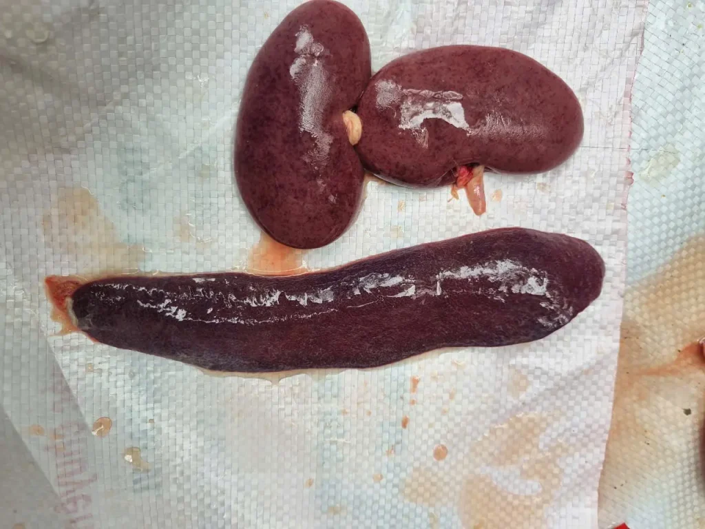 Thuốc điều trị dịch tả châu phi