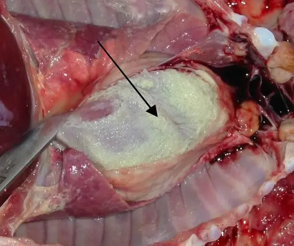 Bệnh glasser ở lợn