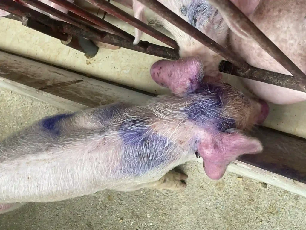 Bệnh dịch tả lợn châu phi mãn tính