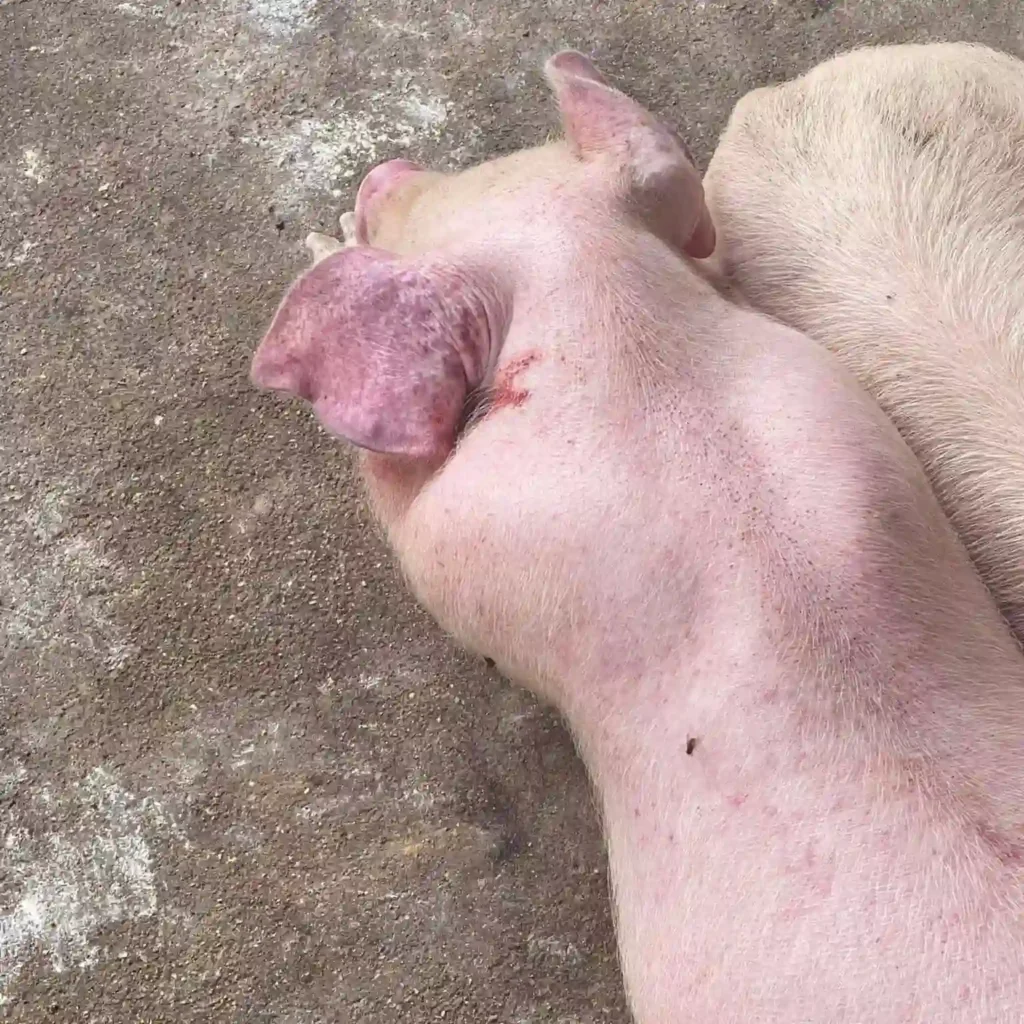 Cách phòng bệnh dịch tả lợn châu phi