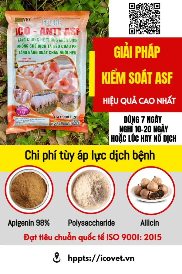 Cách phòng bệnh dịch tả lợn châu phi hiệu quả bằng ICO-ANTI ASF
