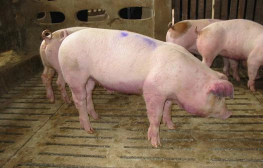 Bệnh phó thương hàn ở lợn
