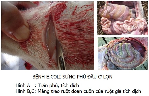 Bệnh tích E.coli sưng phù đầu ở lợn