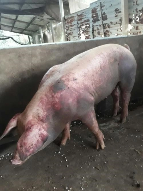 Hình ảnh bệnh tụ huyết trùng ở lợn gây tím tai, tím toàn thân