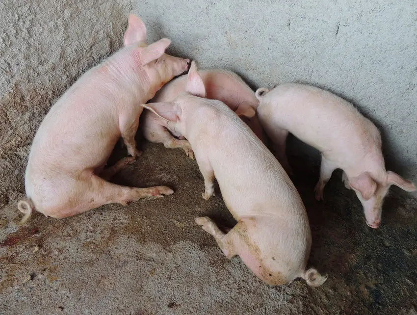 Lợn bị e coli sưng phù đầu