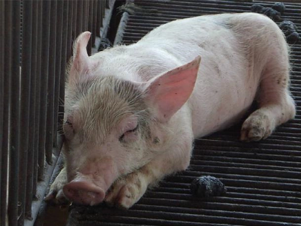 Lợn bị E coli sưng phù đầu sưng mí mắt