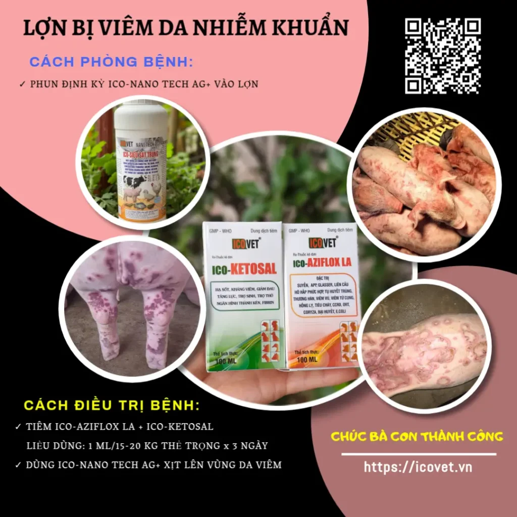 Phác đồ điều trị lợn viêm da nhiễm khuẩn