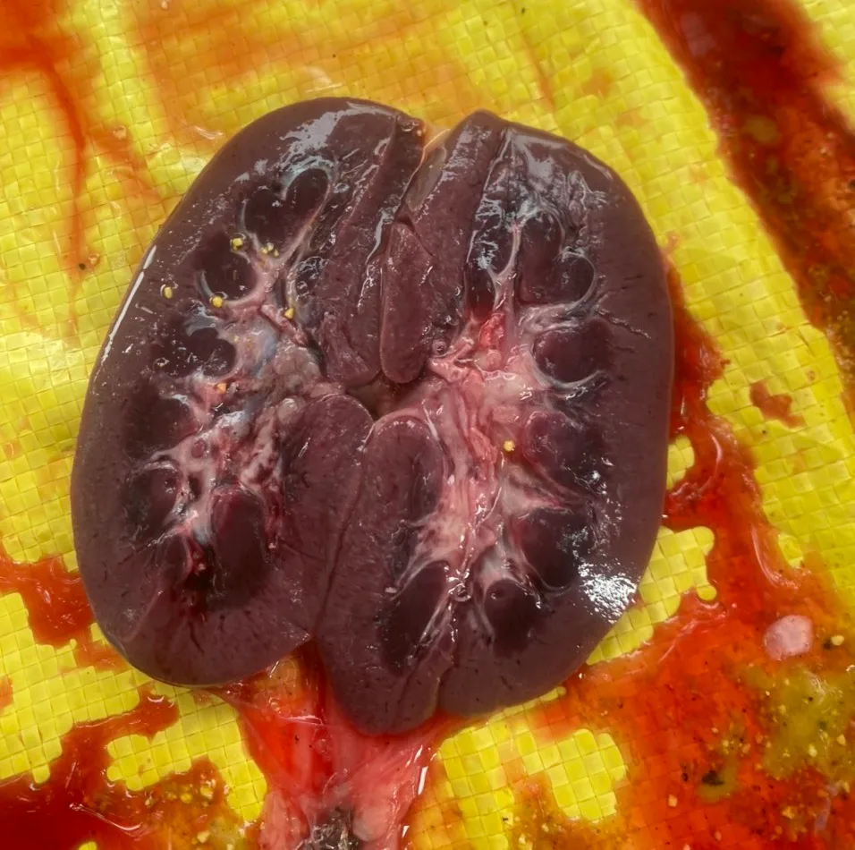 Bệnh phó thương hàn ở lợn xuất huyết ở bể thận