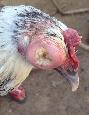 Thuốc đặc trị sưng phù đầu ở gà