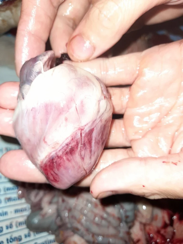 Bệnh tụ huyết trùng ở lợn gây xuất huyết cơ tim