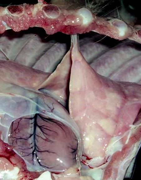 Bệnh tụ huyết trùng lợn gây viêm màng phổi dính sườn