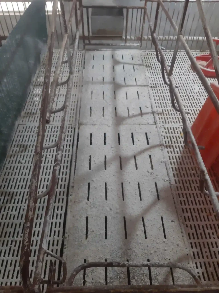 Sử lý vôi ô chuồng nái đẻ bị ASF