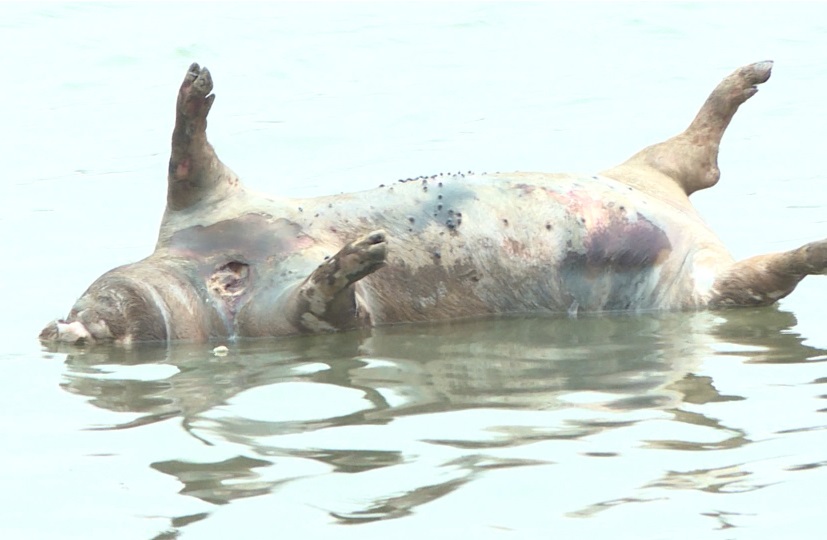 Dịch tả lợn châu phi sống trong xác lợn chết được 3-6 tháng