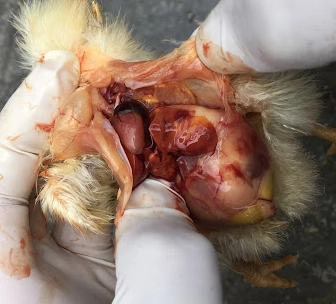 bệnh CRD gây viêm dầy màng túi khí ở gà