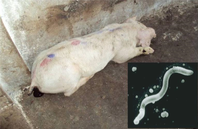 Bệnh viêm hồi tràng ở lở lợn