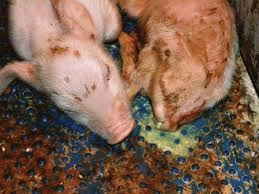 Cách điều trị heo con bị tiêu chảy