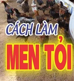 Cách làm men tỏi cho gà